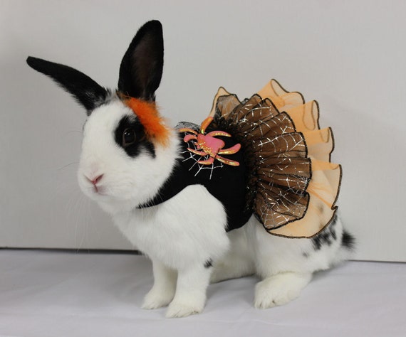 bunny dressed up for halloween