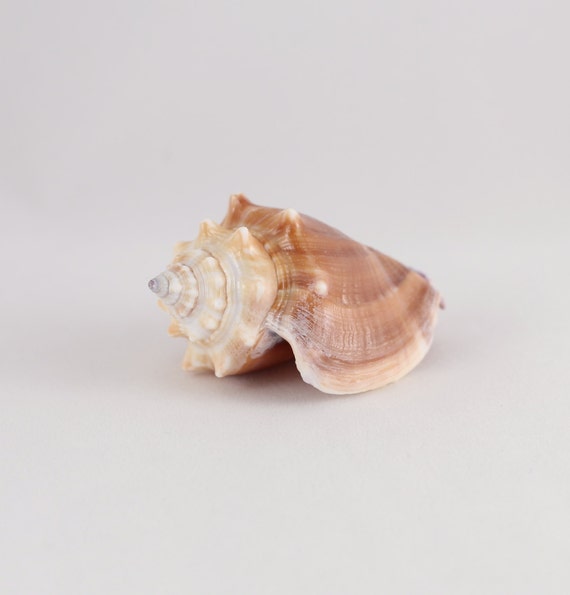 Florida Fighting Conch Sea Shell 1 by SteveSellsSeaShells on Etsy