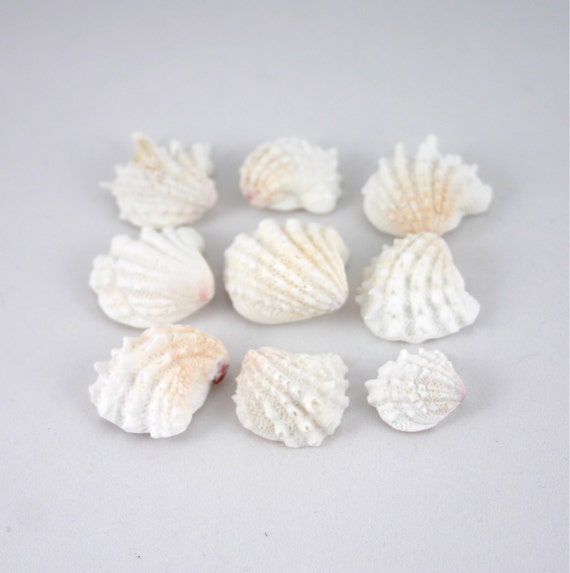 Florida Spiny Jewel Box Sea Shells 9 by SteveSellsSeaShells