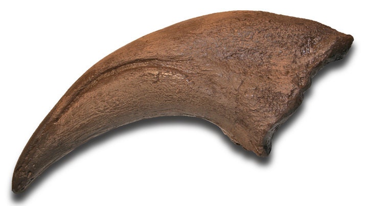 t rex toe
