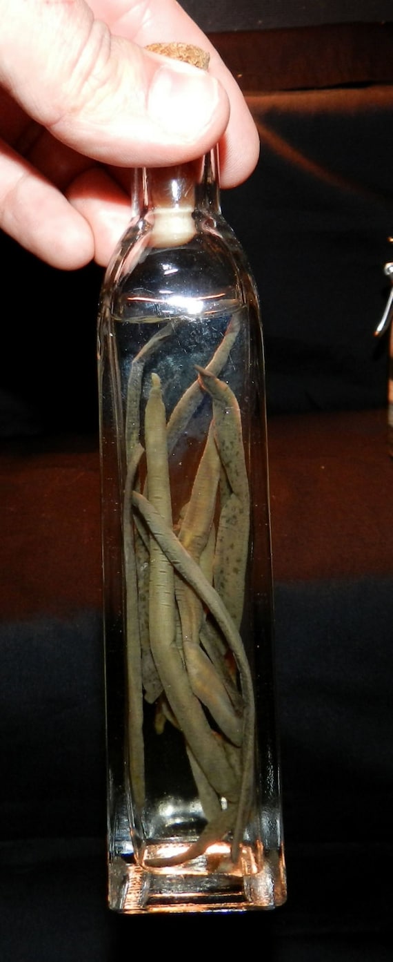 Bottle Of Real Preserved Leeches