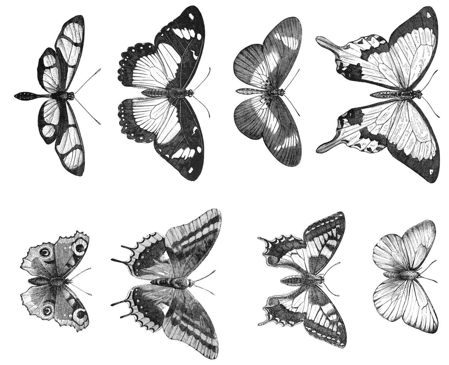 VICTORIAN Butterfly Line Art Illustrations Digital Collage