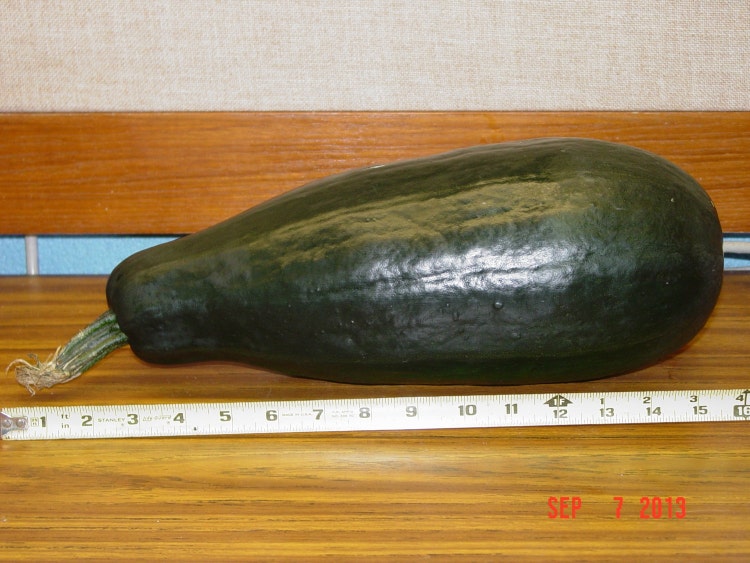 SUPER GIANT Zucchini Squash Seeds / Biggest I by MonsterSunflowers