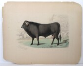 Rare Antique German Engraving Bull 1800's Walserthaler Luchtbulle Huth in Remse