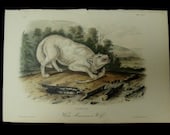Audubon Quadruped Octovo Stone Lithograph PL 72 White American Wolf Print 1851