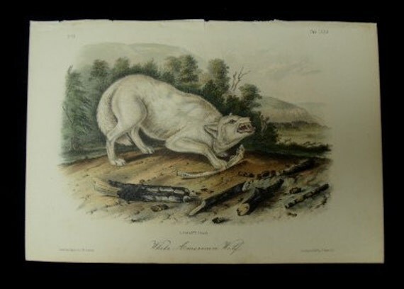 Audubon Quadruped Octovo Stone Lithograph PL 72 White American Wolf Print 1851