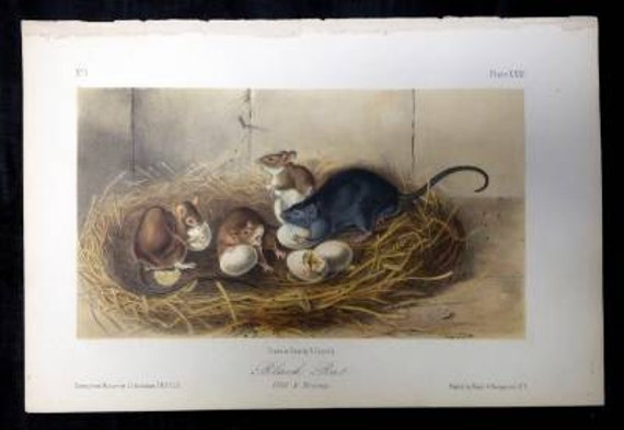 Antique Audubon Print Stone Lithograph Quadruped Octovo Black Rat 1851 Plate 23
