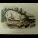 Audubon Quadruped Octovo Stone Lithograph PL 72 White American Wolf Print 1851