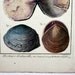 Lamarck Histoire Coquille Engraving Antique Shell Antique Plate 173 18th C