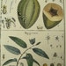 Lamarck Histoire Botanical Engraving Papaya Wild Peach 1700's Antique Print