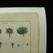 Lamarck Antique 1789 Botanical Print Copperplate Engraving Scabiosa PL 57
