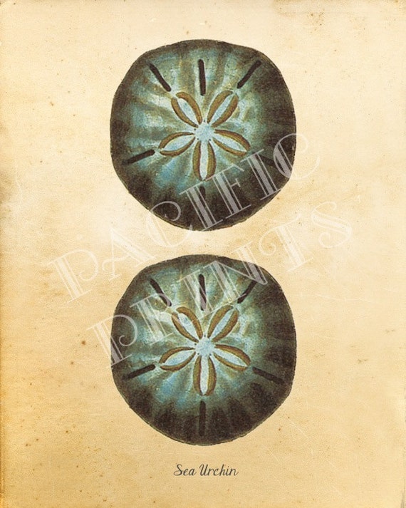 Items similar to Vintage Print of a Sea Urchin 8 x 10 print on Etsy