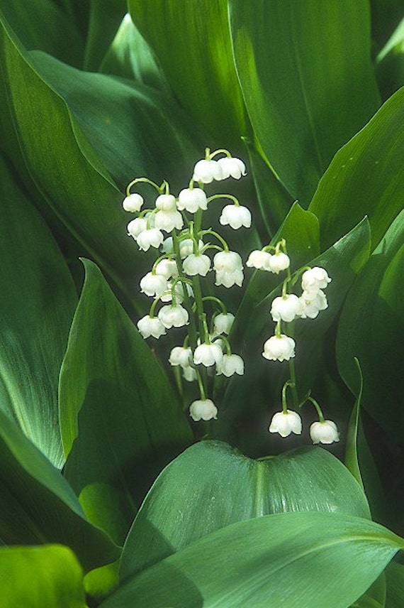 ON SALE Lily-of-the-Valley Plant 2014 Seeds by SeedGenie on Etsy