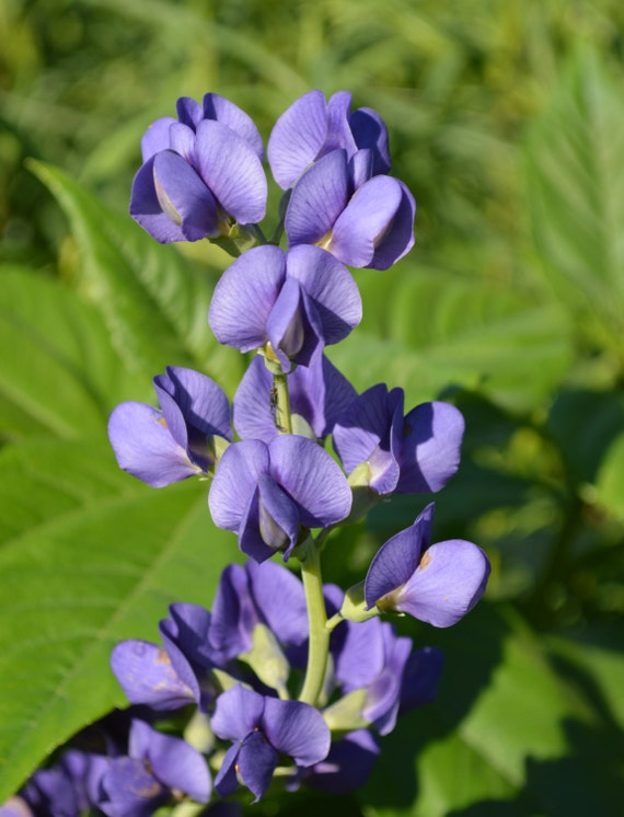 Indigo Plant Baptisia australis 2015 Plant Seeds by SeedGenie