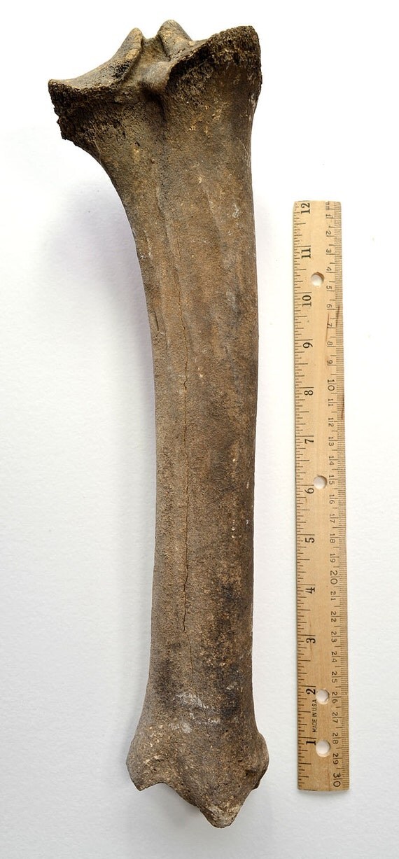 FOSSIL BISON BONE Animal Buffalo Skeleton Leg by TheCoyoteWoman