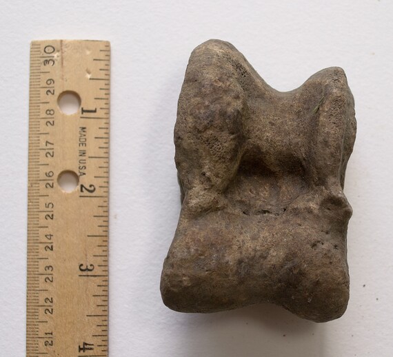 FOSSIL BISON BONE Astragalus Animal Bison by TheCoyoteWoman