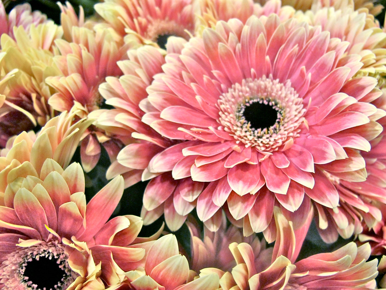 Pastel Gerbera Daisy Fine Art Flower Photography Home Decor