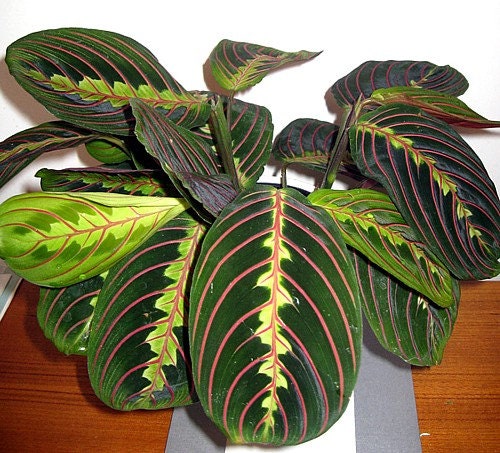 Hirt's Red Prayer Plant Maranta Easy to Grow by HirtsGardens
