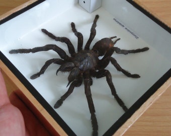 Mounted big tarantula spider boxed framed taxidermy weird stuff wood ...