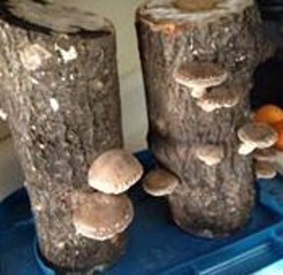 2 preinoculated Mushroom Logs Shiitake by FruitsNutsVegetables