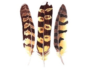 Owl Feathers - watercolor feathers art print woodland bird feathers wildlife art ornithology nature brown yellow black 5x7+