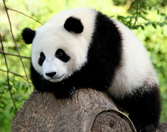 Panda Arten Panda Arten