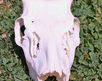 Whitened Deer Skull (antlers remove d) 