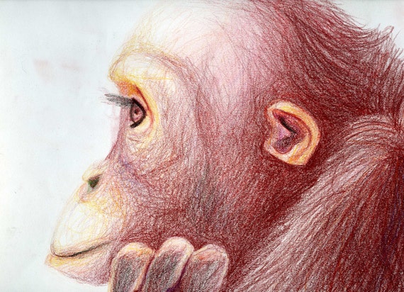 Thinking Monkey Colored Pencil Drawing 8.5in x by ArtForApples