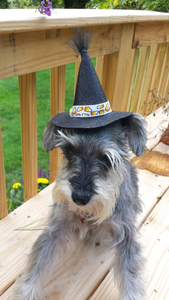 Pet Dog Witch Hat Halloween Hat by BowWowPetWear on Etsy