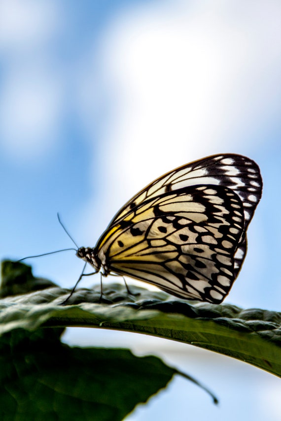 Paper Kite Butterfly