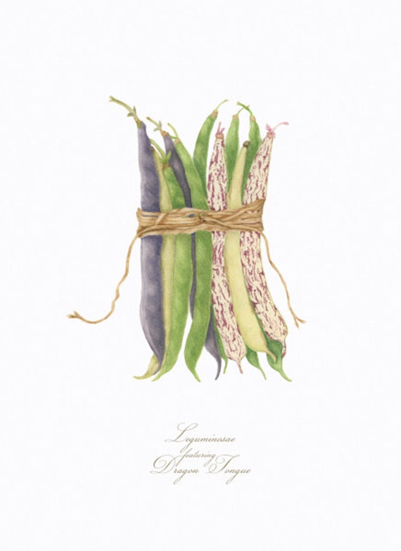 Legumes featuring Dragon Tongue BOTANICAL PRINT