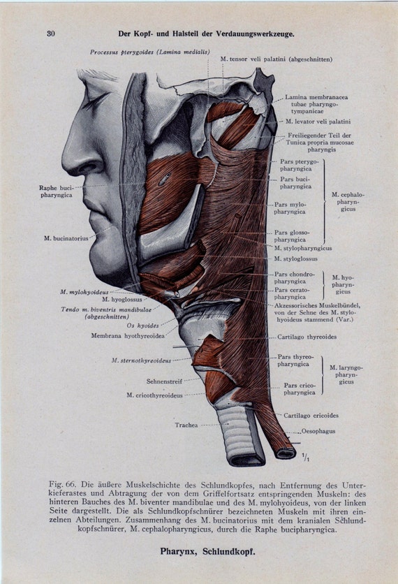 Items similar to Vintage Medical Page Anatomical Diagram Human Head Neck Muscles Reference 1940s ...