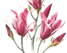 Popular items for magnolia art on Etsy
