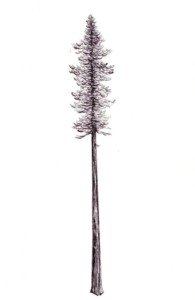 California Redwood Print: Digital print of an original