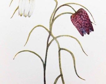 Thistles Botanical Drawings two vintage flower