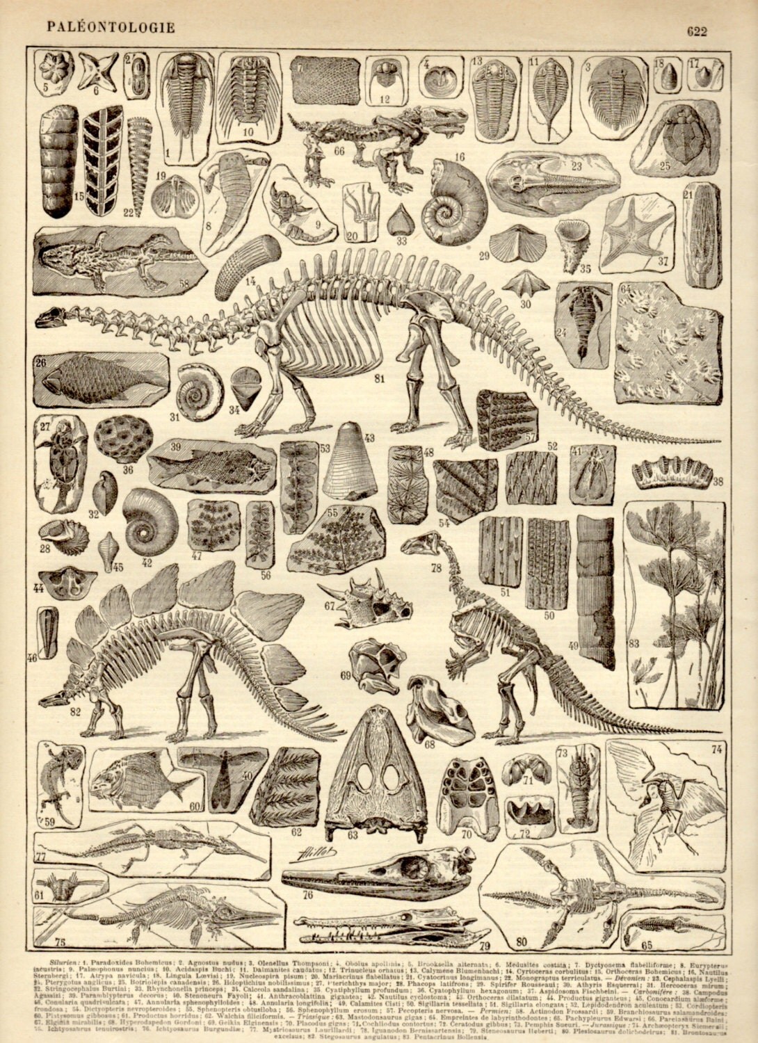 paleolithic dinosaurs