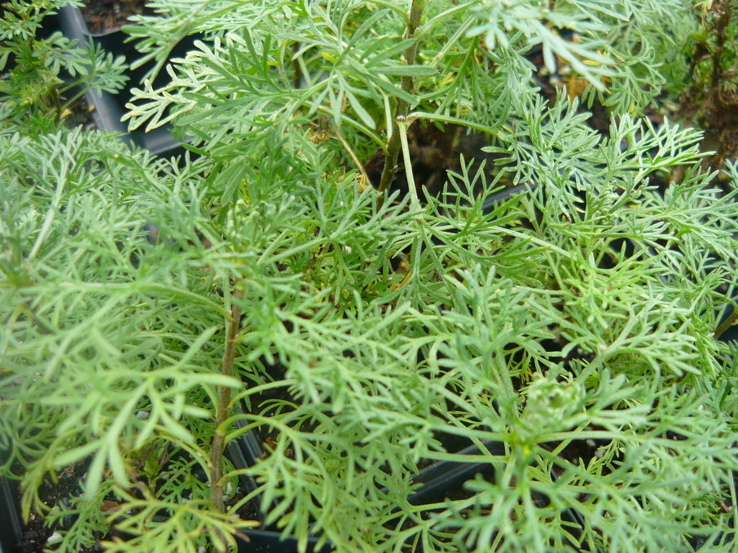 Tangerine Southernwood live herb plant