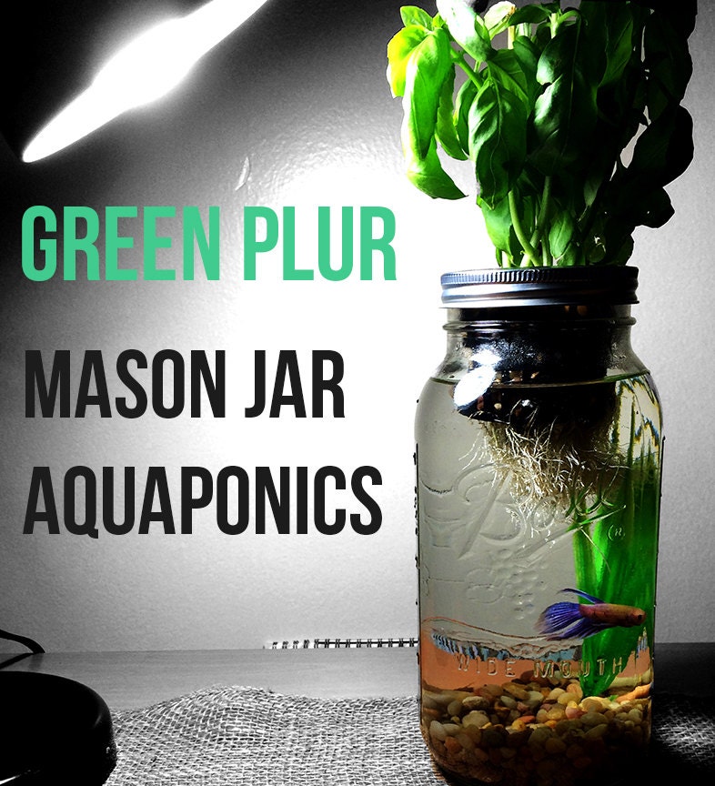 Mason Jar Aquaponics Organic Kit Start your new by GreenPLUR