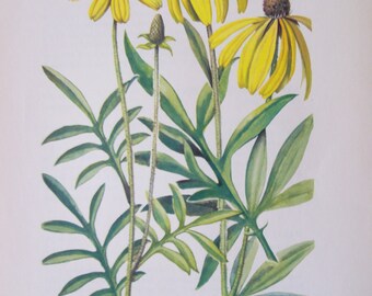 Prairie Coneflower, Ratibida columnifera and Gray-headed Coneflower, Ratibida pinnata, Vintage illustration flower print