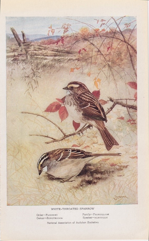 Audubon Bird Print Vintage Print 1925 WhiteThroated