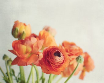 Still life photography ranunculus orange flowers white still life photography floral wall art 8x10 16x20