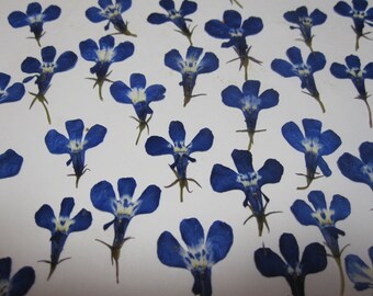 Dried Pressed Flowers for Crafting - Blue Lobelia