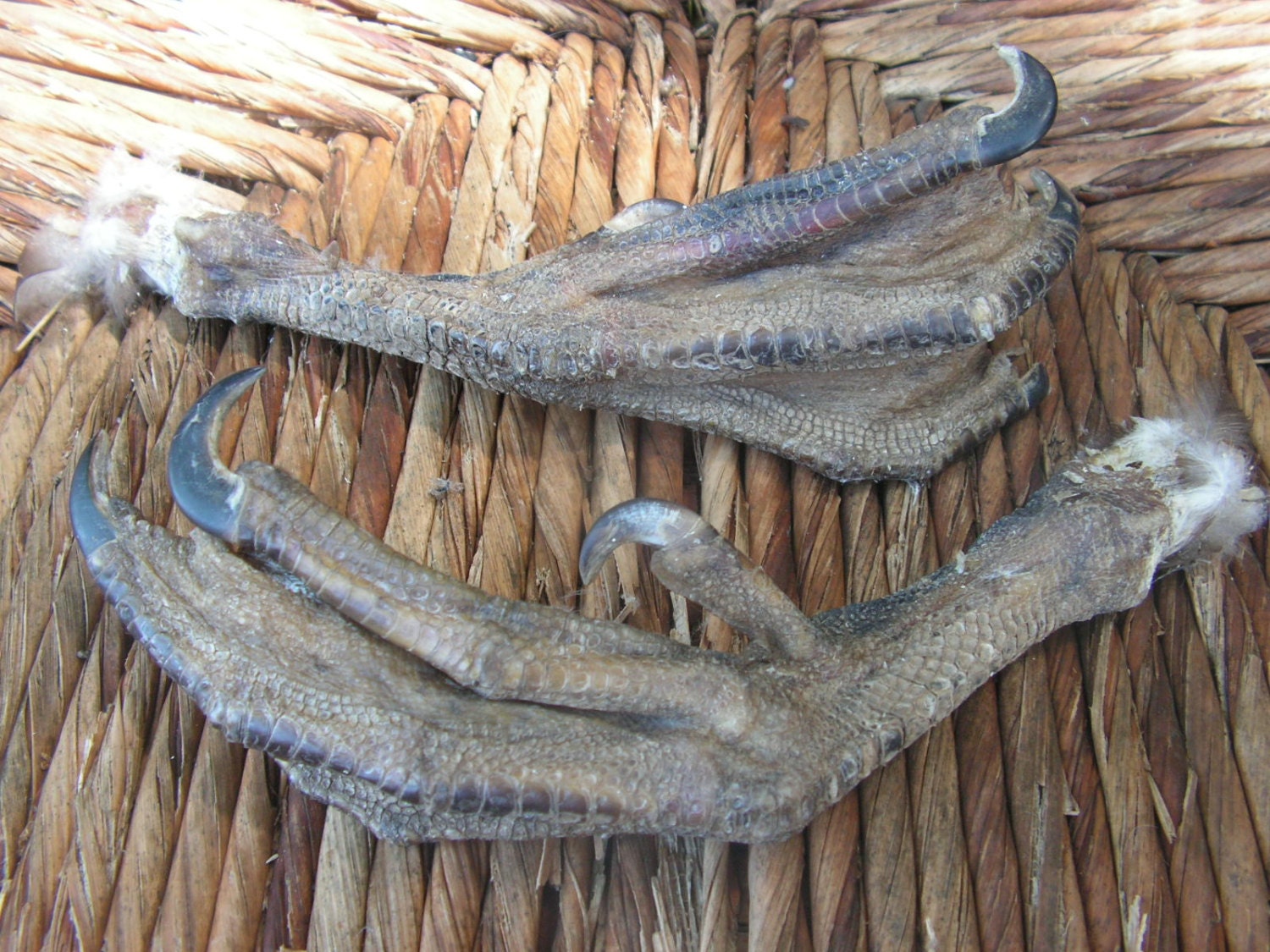 duck feet dried muscovy duck feet