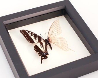Real Skeleton Butterfly. Cabinet of Curiosity Science Oddity
