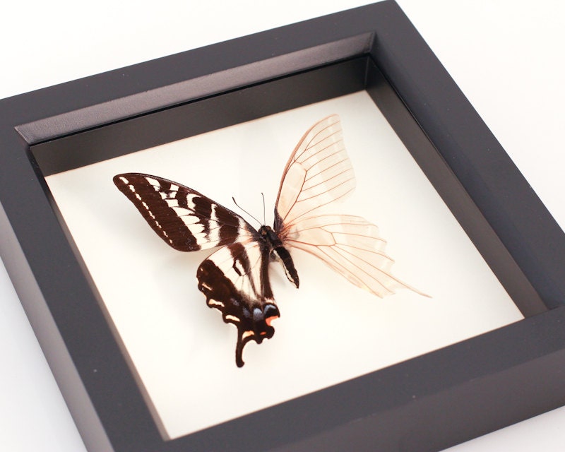 Real Skeleton Butterfly. of Curiosity Science Oddity