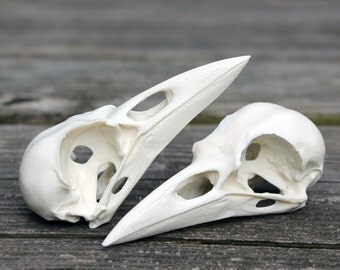 resin crow skull replica