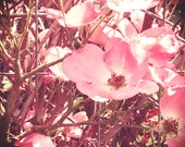 Wild Roses, Summer, Square, Pink, Bright, Nature, Soft, Dreamy, Flower, tan, Spring, Bloom