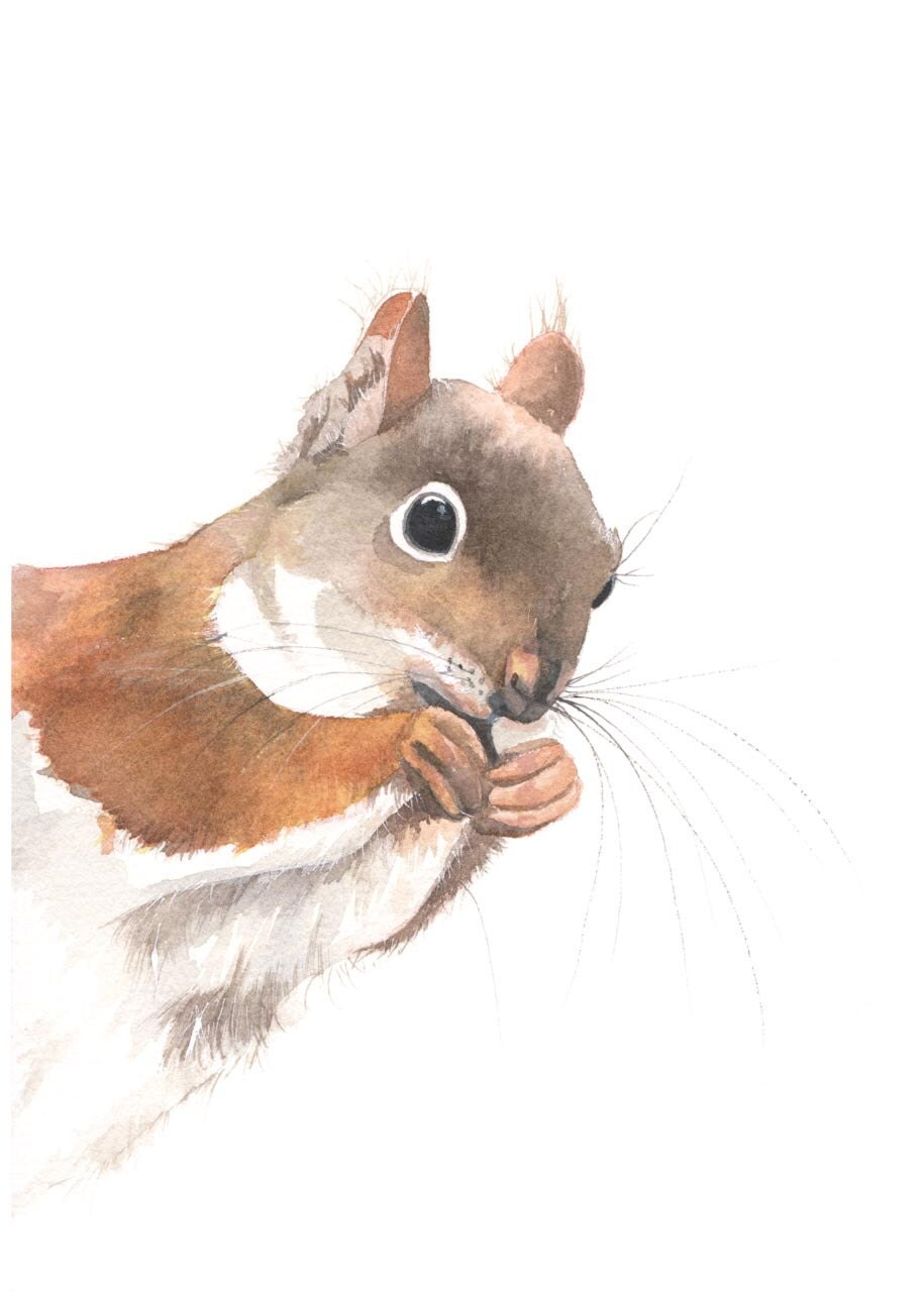 Squirrel painting S043 print of watercolor painting 5 by 7