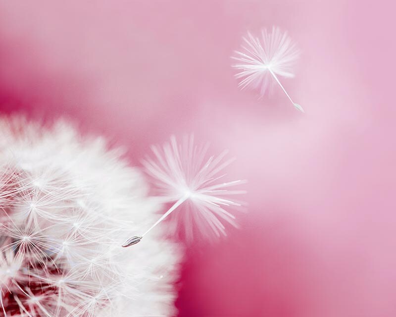 pink dandelion wall nature photography 8x10 20x30 pink dandelion wall nature photography 8x10 20x30
