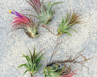 SALE Air Plant Iona Mix of 5
